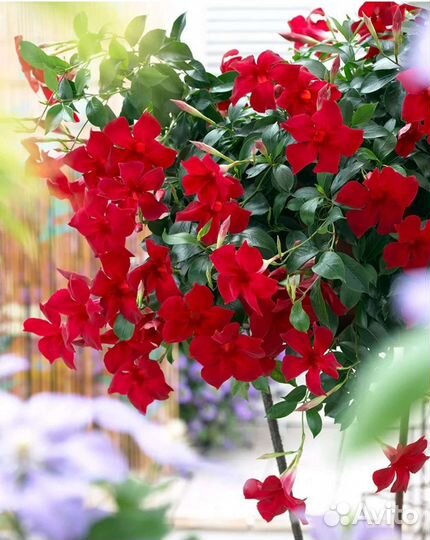 Дипладения