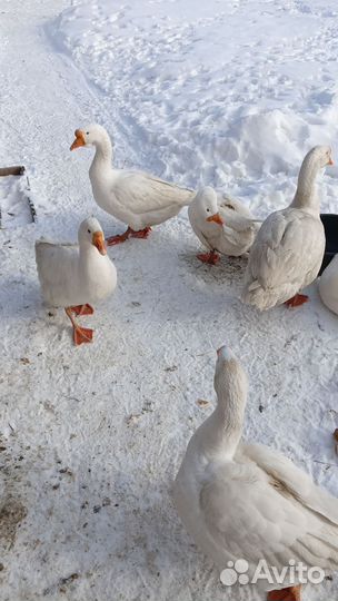 Инкубационные яйца индоуток и других домашних птиц