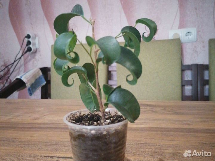 Фикус Букле