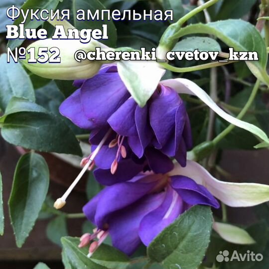 Неукор черенки фуксии, пеларгонии и бегонии