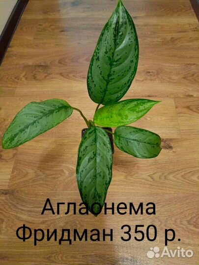 Сортовые аглаонемы