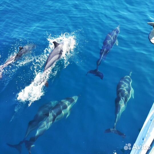 Крым яхты, морские прогулки к Ласточкиному гнезду