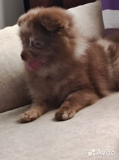 Померанский шпиц