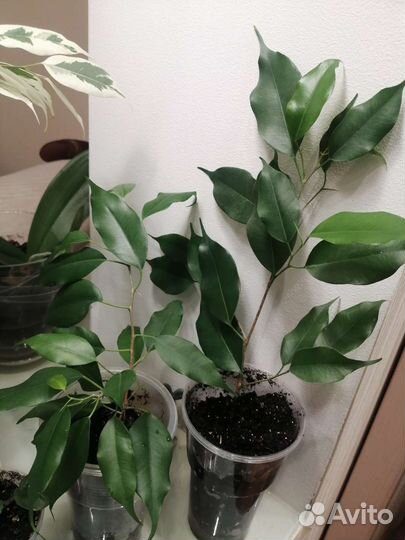 Фикус бенджамина