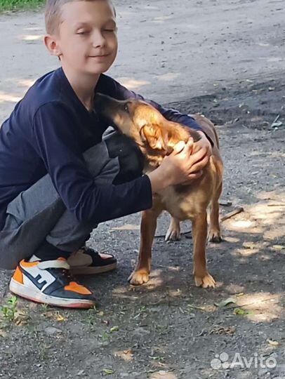 Пёс ниже колена