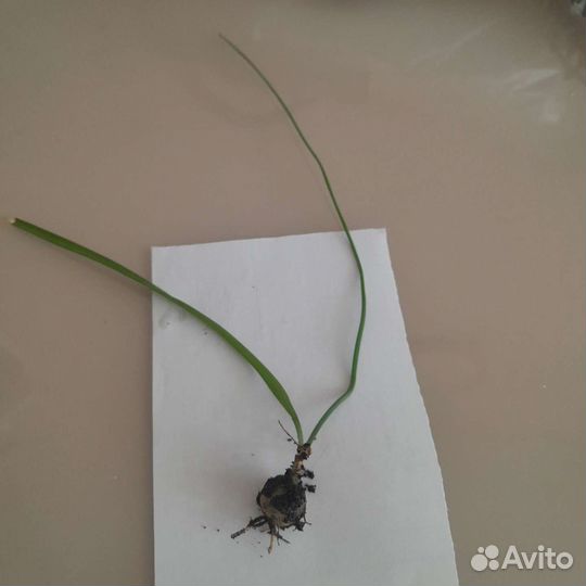 Лечебные растения(Алоэ,индийский лук(детки)