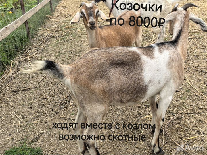 Козы и козлята