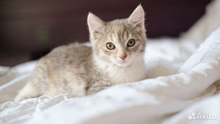 Кошка Маргоша