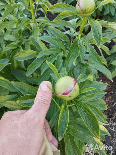 Пионы букет