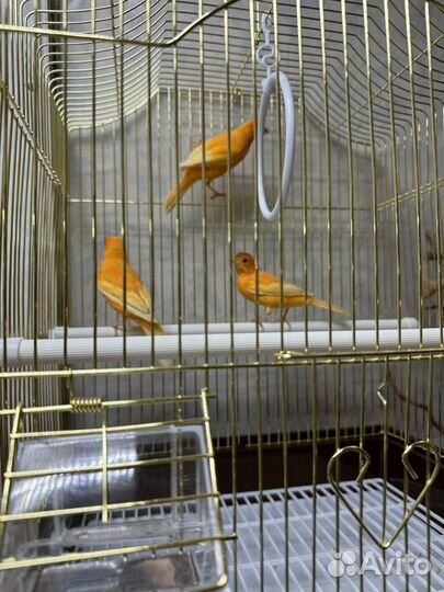 Кенар поющий