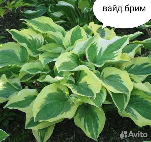 Хоста