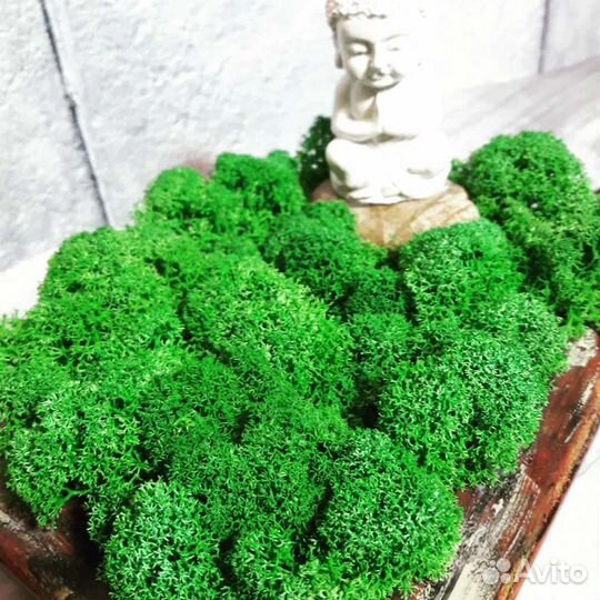 Декоративная композиция с стабилизированным мхом