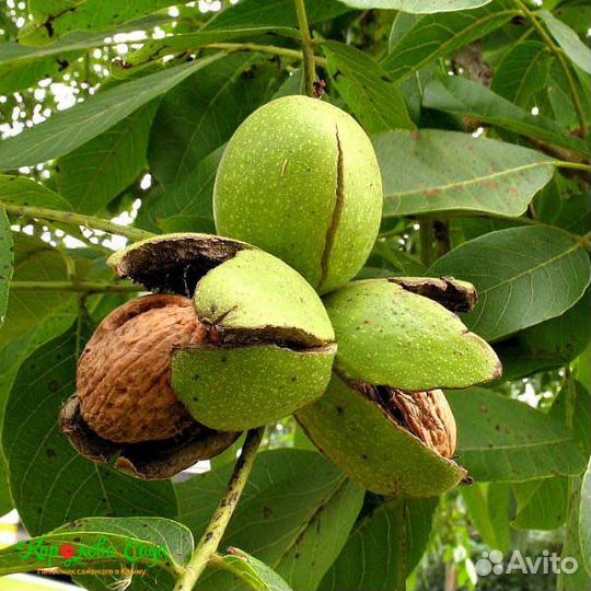 Грецкий орех колоновидный Идеал