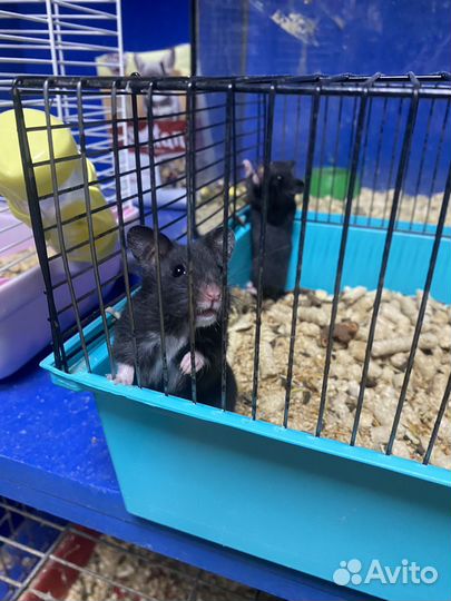 Сирийский хомяк