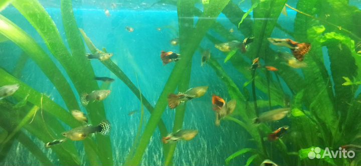 Гуппи драконовый