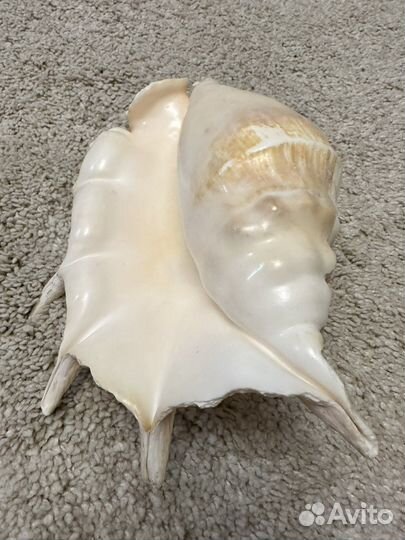 Ракушка морская большая