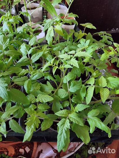 Рассада овощей