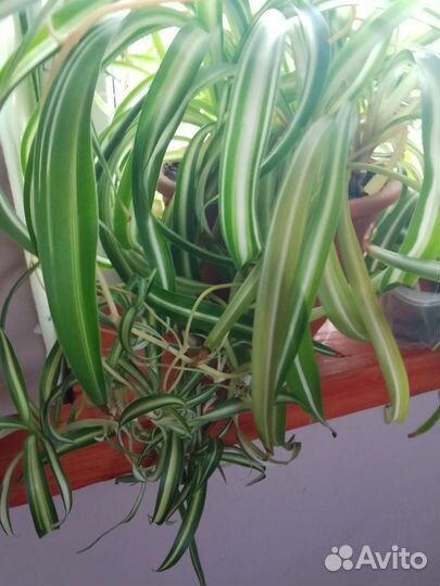 Хлорофитум