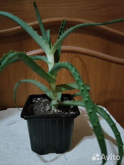 Алоэ (столетник)