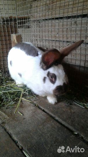 Продам кроликов