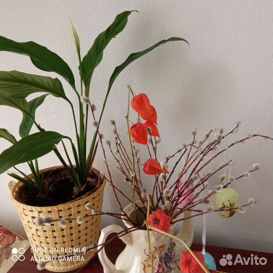 Цветок спатифиллум женское счастье