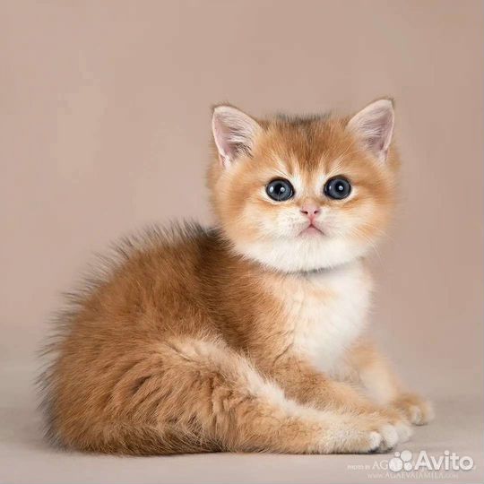 Британские золотые шиншиллы