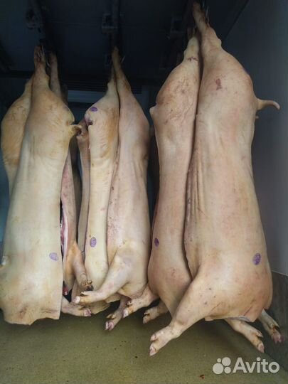 Мясо свинина