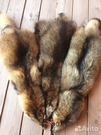 Шкуры енота