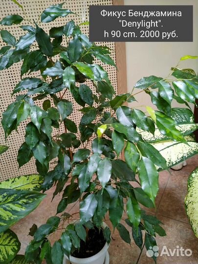 Комнатные растения