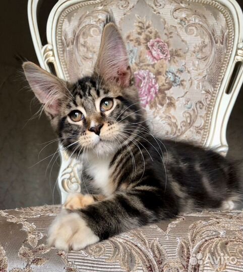 Мейн-кун мальчик