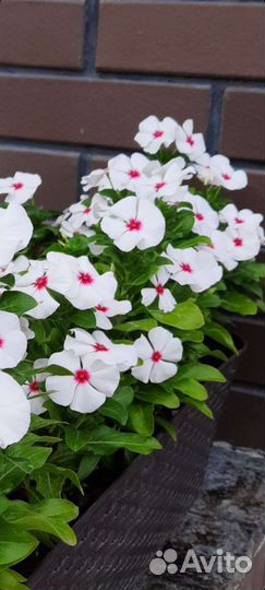 Катарантус, семена