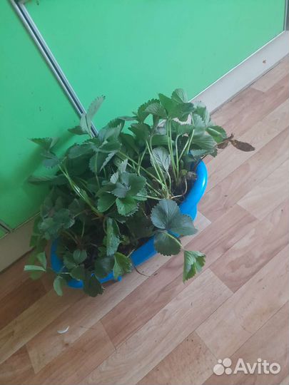 Рассада клубники