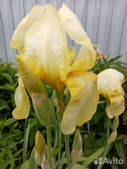 Флоксы и другие многолетние для сада