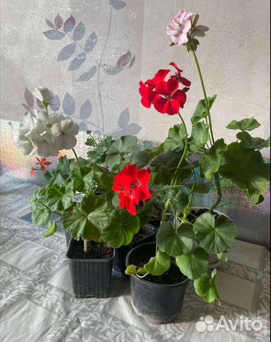 Пеларгония герань