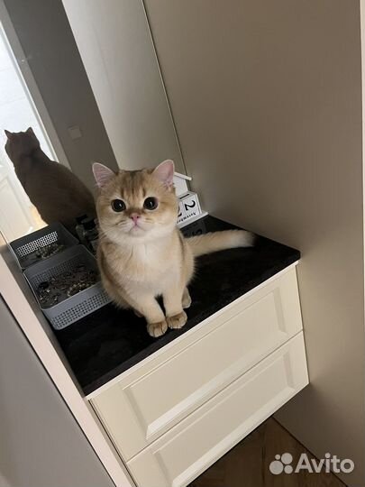 Британская золотая шиншилла котик