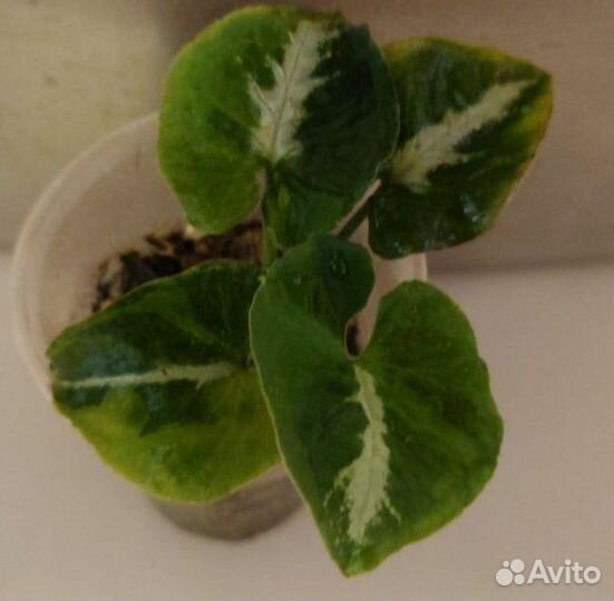 Сингониум Яичница (Syngonium Scrambled Eggs)
