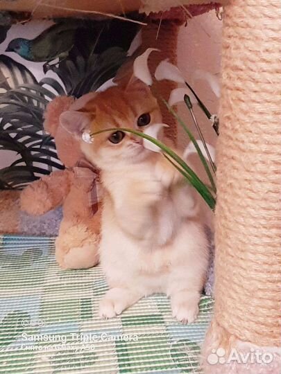 Золотые британские котята