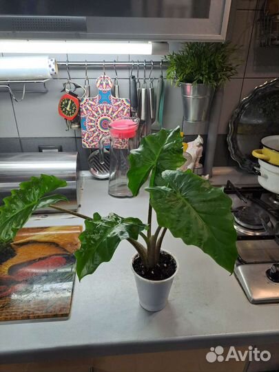 Алоказия лоу райдер