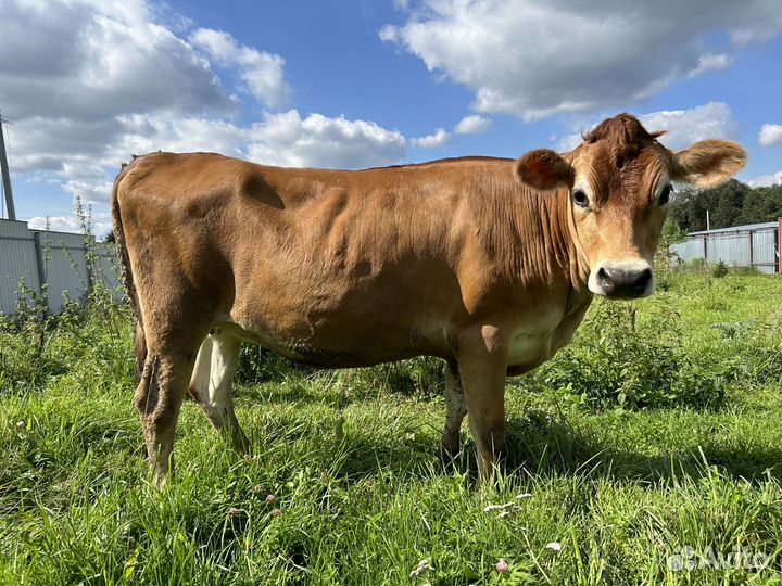 Тёлка Джерси