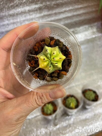 Euphorbia Meloformis Variegated