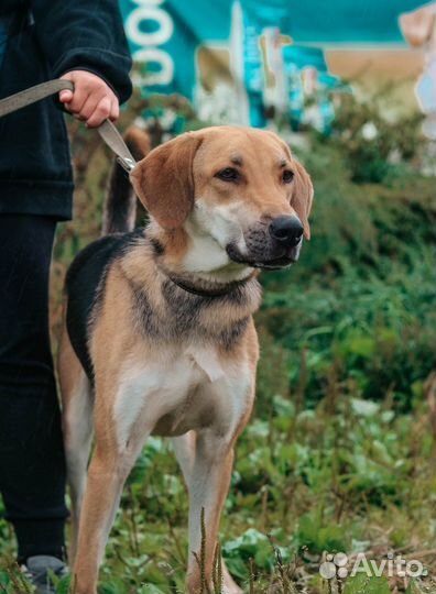 Красавица Лило ищет дом