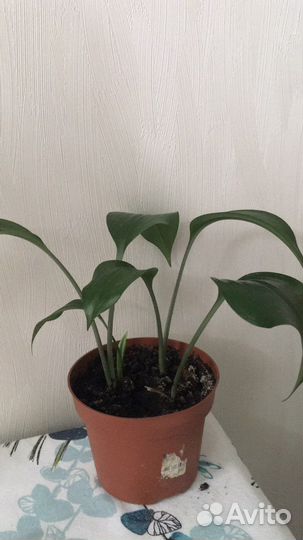 Лилия белая, эухарис, амазонская лилия