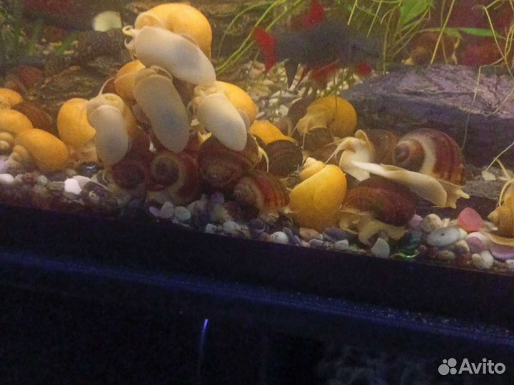 Улитки аквариумные ампулярии