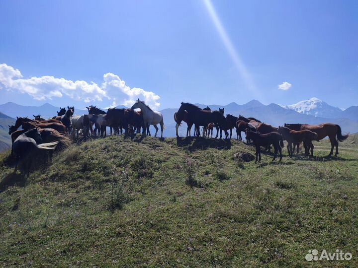 Экскурсии в Осетии. Гид во Владикавказе