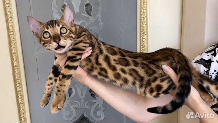 Бенгальский котенок