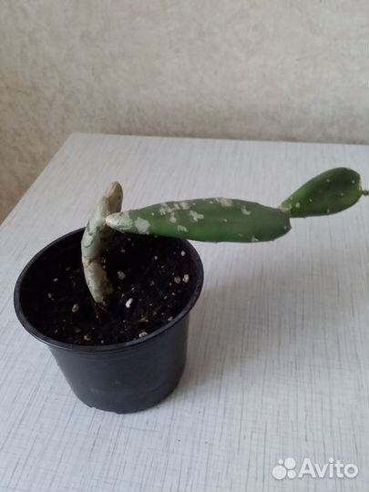 Кактус опунция