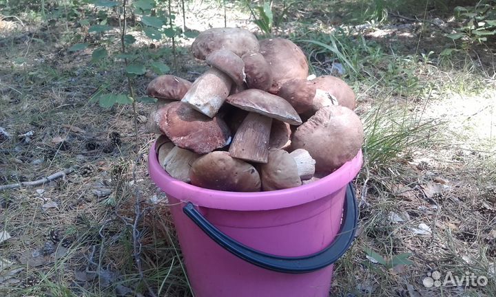 Продажа грибов