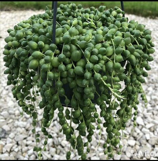 Крестовик Роули