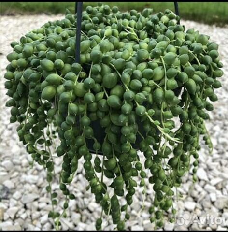 Крестовик Роули