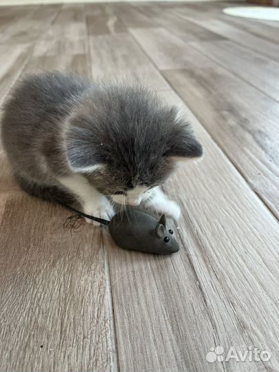 Котенок в добрые руки